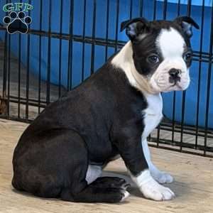 Delilah, Boston Terrier Puppy
