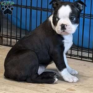 Delilah, Boston Terrier Puppy