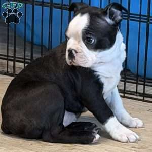Delilah, Boston Terrier Puppy