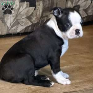 Delilah, Boston Terrier Puppy