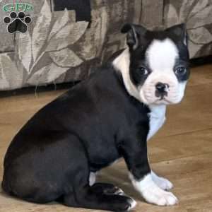 Delilah, Boston Terrier Puppy