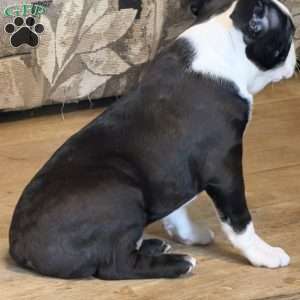 Delilah, Boston Terrier Puppy