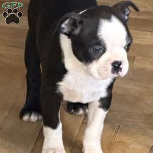 Delilah, Boston Terrier Puppy