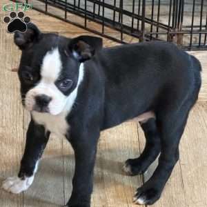 Cletus, Boston Terrier Puppy