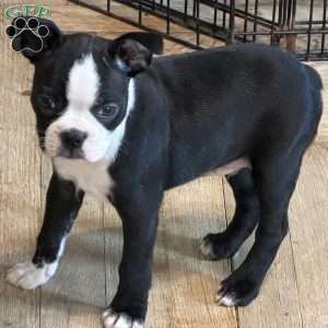Cletus, Boston Terrier Puppy