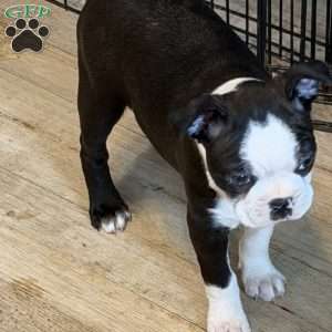 Delilah, Boston Terrier Puppy
