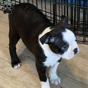 Delilah, Boston Terrier Puppy