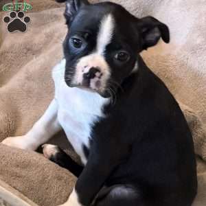 Daisy, Boston Terrier Puppy