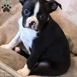 Daisy, Boston Terrier Puppy