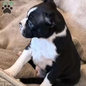 Daisy, Boston Terrier Puppy