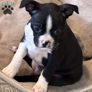 Daisy, Boston Terrier Puppy