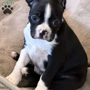 Daisy, Boston Terrier Puppy