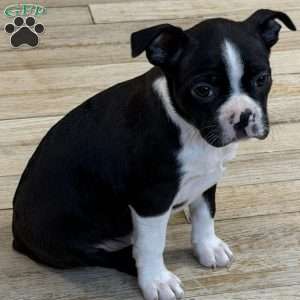 Daisy, Boston Terrier Puppy