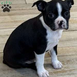 Daisy, Boston Terrier Puppy
