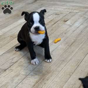 Cletus, Boston Terrier Puppy