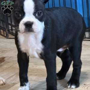 Cletus, Boston Terrier Puppy