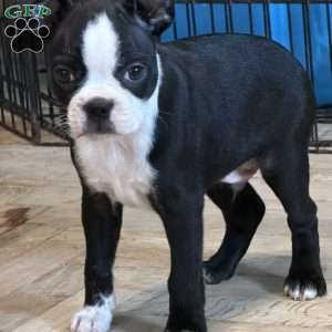 Cletus, Boston Terrier Puppy