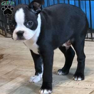 Cletus, Boston Terrier Puppy