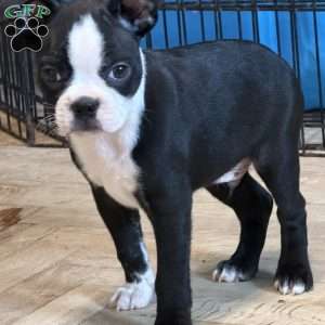Cletus, Boston Terrier Puppy