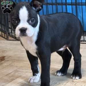 Cletus, Boston Terrier Puppy
