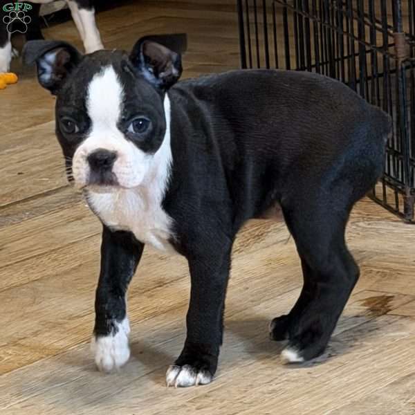 Cletus, Boston Terrier Puppy
