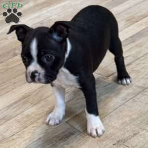 Daisy, Boston Terrier Puppy