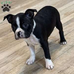 Daisy, Boston Terrier Puppy
