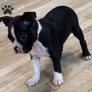 Daisy, Boston Terrier Puppy