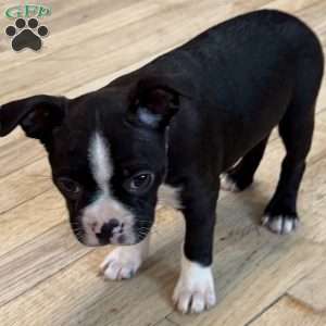 Daisy, Boston Terrier Puppy