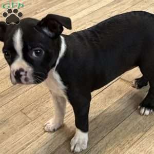 Daisy, Boston Terrier Puppy