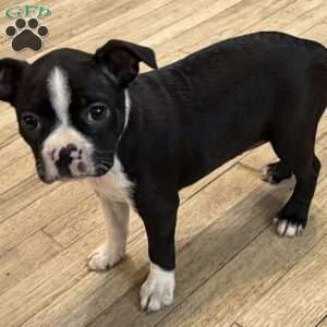Daisy, Boston Terrier Puppy