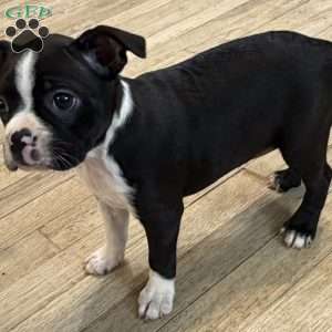 Daisy, Boston Terrier Puppy