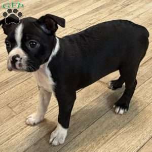 Daisy, Boston Terrier Puppy