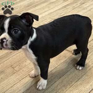 Daisy, Boston Terrier Puppy