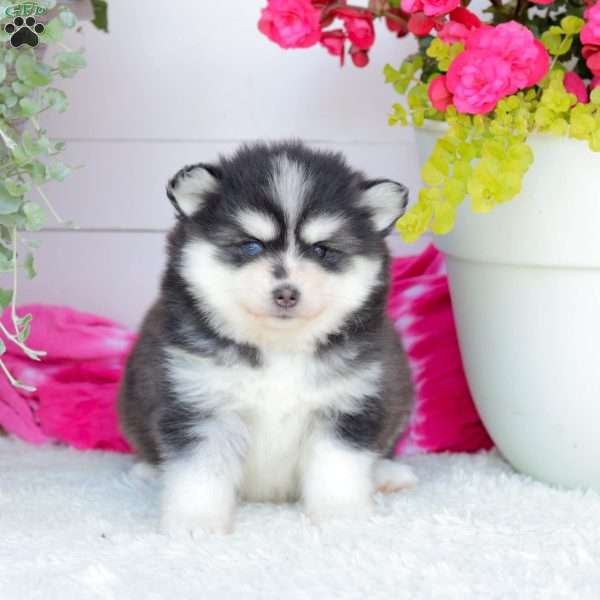 Aspen, Pomsky Puppy