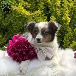 Mia, Toy Australian Shepherd Puppy