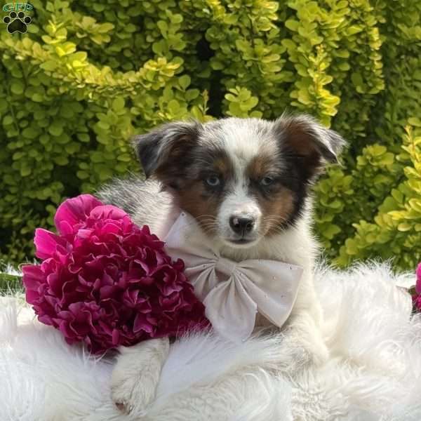 Mia, Toy Australian Shepherd Puppy