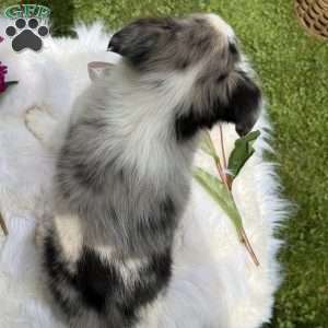 Mia, Toy Australian Shepherd Puppy