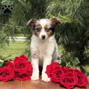 Mia, Toy Australian Shepherd Puppy