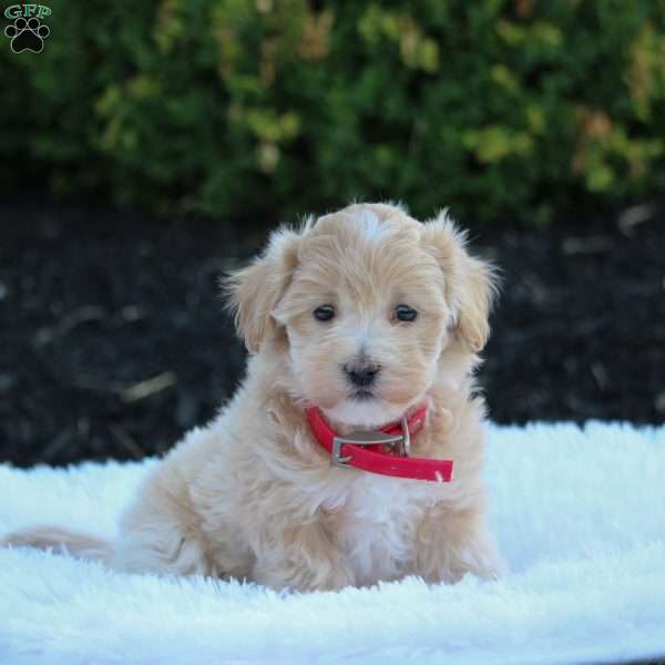 Madi, Maltipoo Puppy