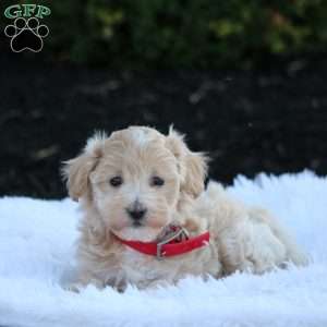 Madi, Maltipoo Puppy