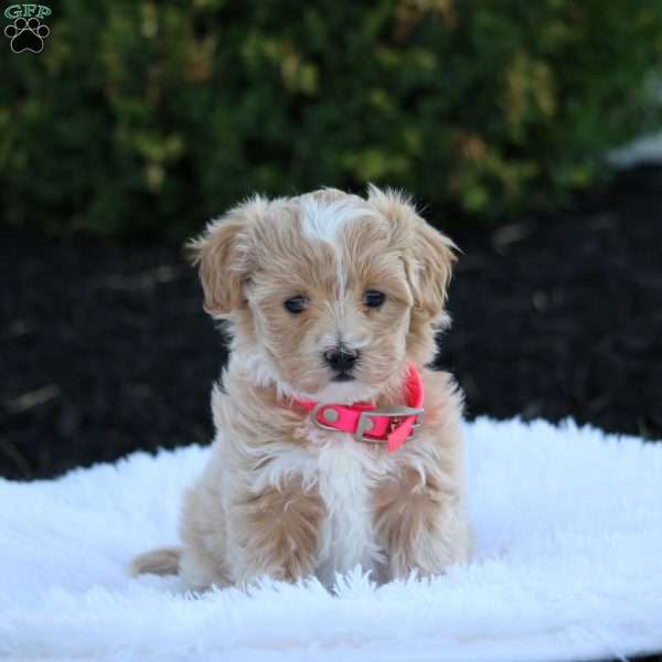 Maya, Maltipoo Puppy