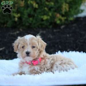 Maya, Maltipoo Puppy