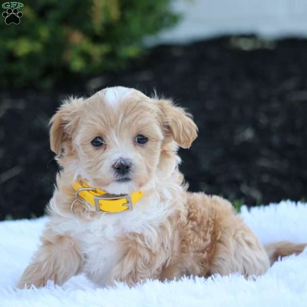Mia, Maltipoo Puppy