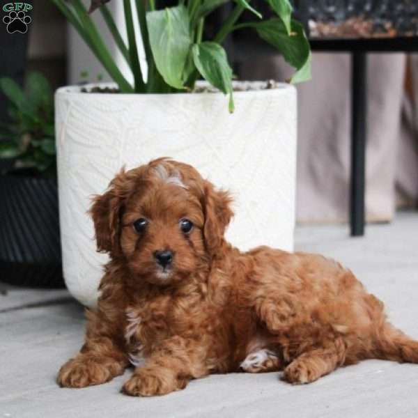 Kyler, Cavapoo Puppy