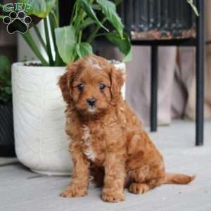 Kyler, Cavapoo Puppy