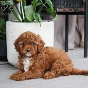 Kat, Cavapoo Puppy