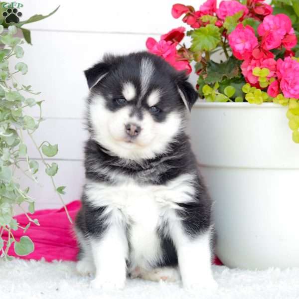 Artic, Pomsky Puppy