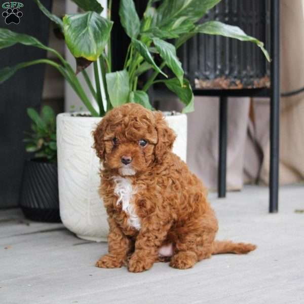 Kat, Cavapoo Puppy