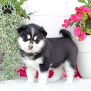 Artic, Pomsky Puppy